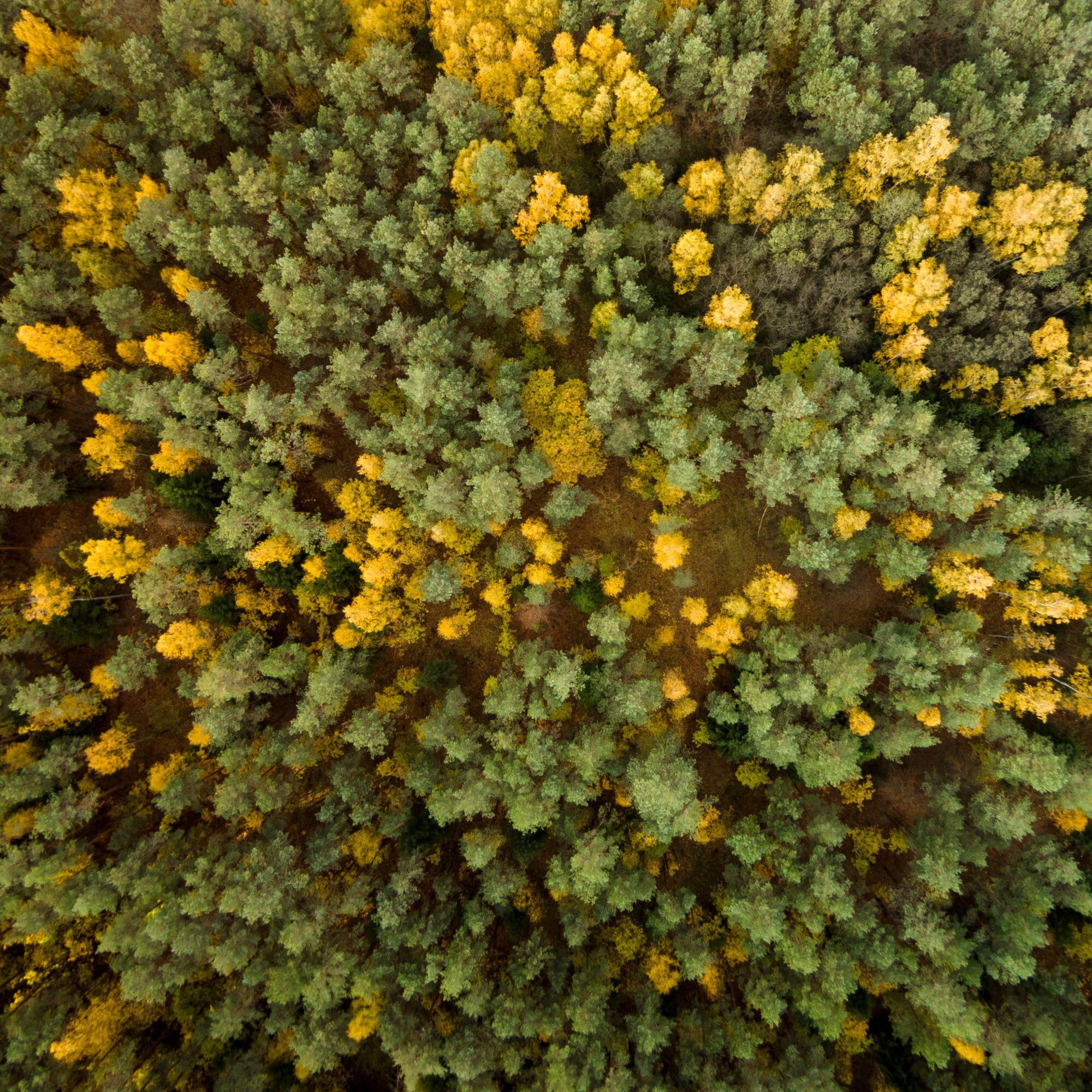 Marmont Hill "Yellow and Green Trees" by Karolis Janulis Painting Print on Wrapped Canvas