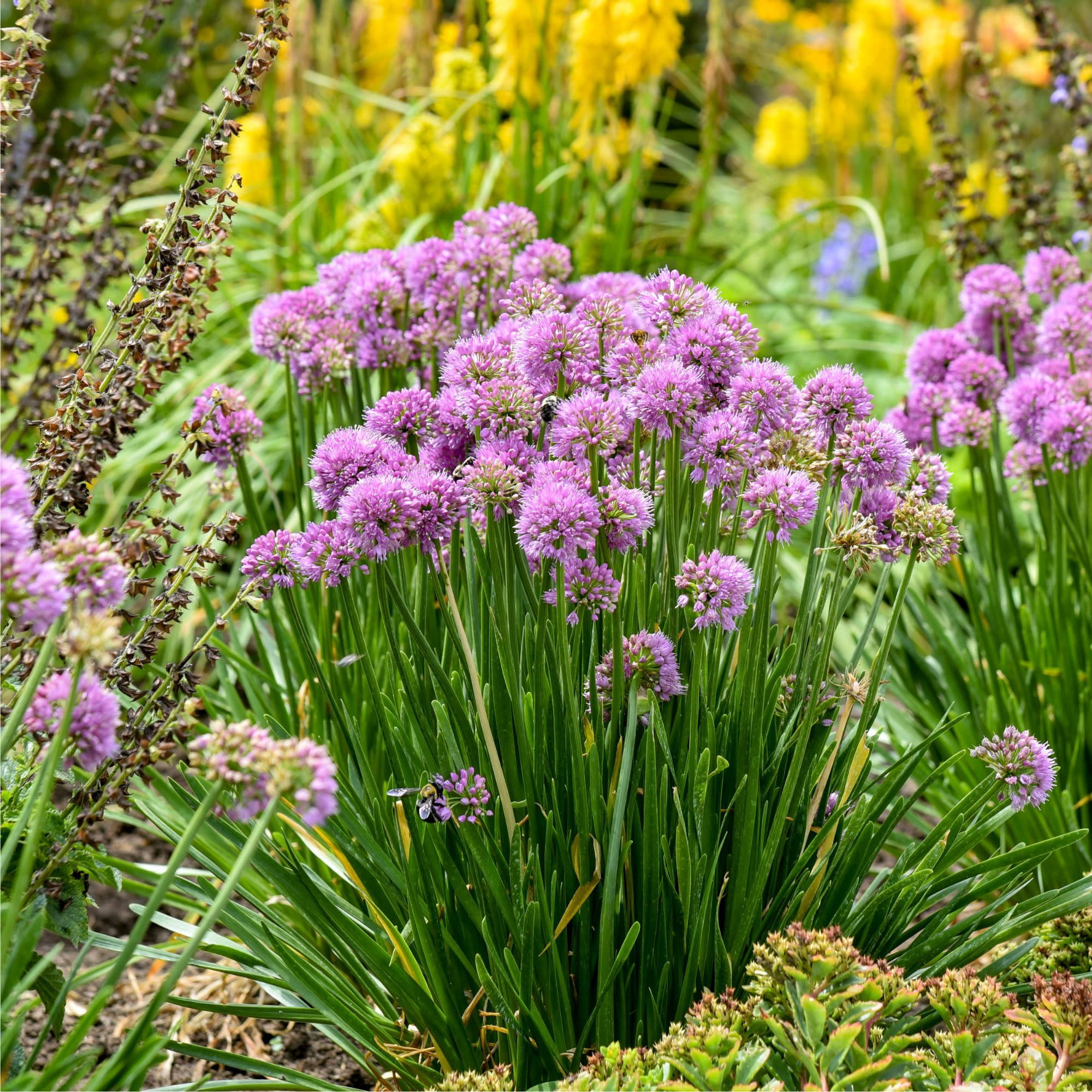 Proven Winners 6" Purple 'All the Buzz' Ornamental Onion Live Plant in 6.5" Pot