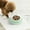 Green, variant on Interactive Slow Feeder Bowl for Dogs and Cats Promotes Eating Habits and Mental Stimulation During Mealtime