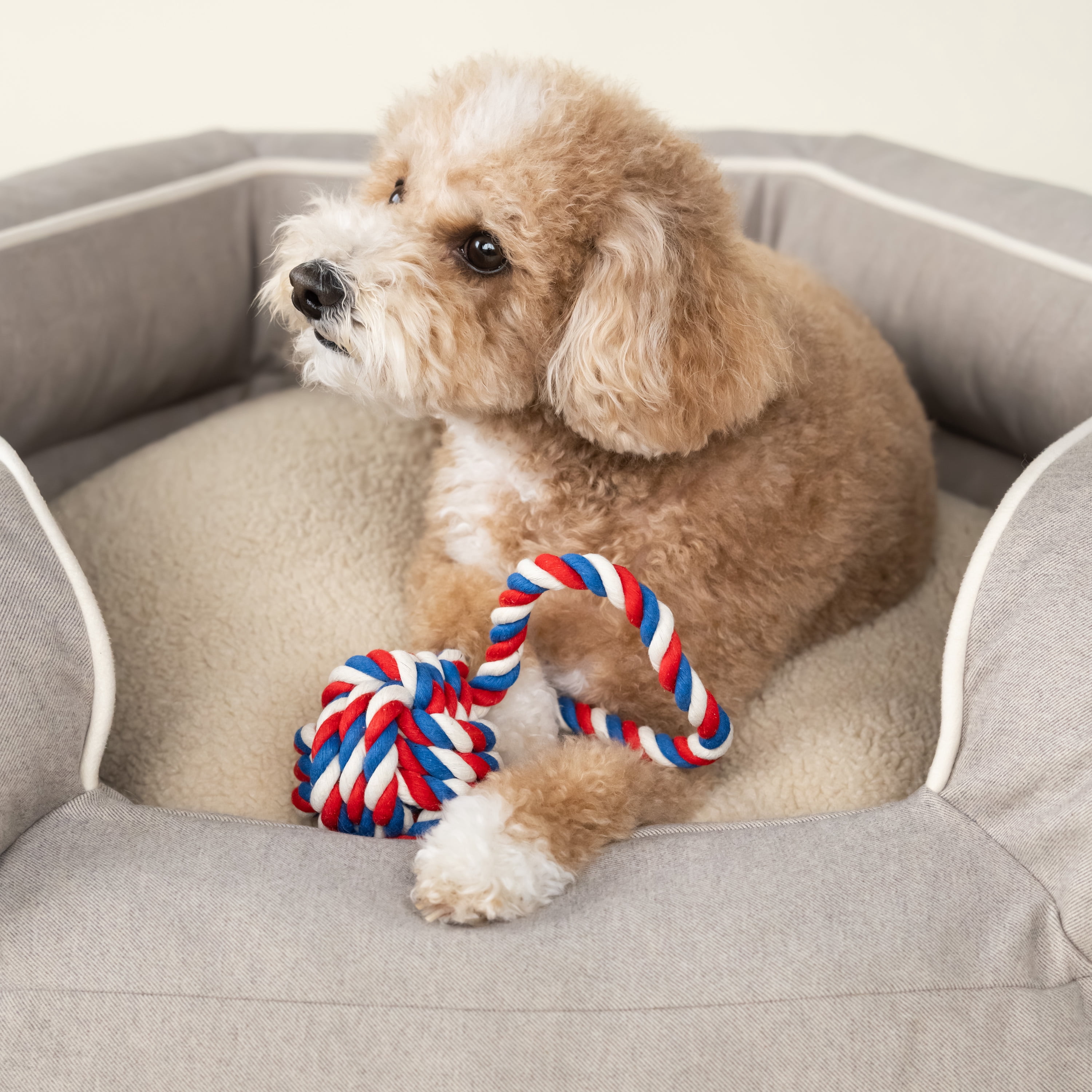 Harry Barker Tug and Toss Small Cotton Dog Rope Toy, Multi-color