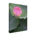 thumbnail image 2 of Trademark Fine Art 'Blushing Lotus II' Canvas Art by Jim Christensen, 2 of 4