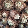 thumbnail image 3 of 1PC Resurrection Plant Air Fern Selaginella Moss Immortalized Grass Dry Leaves, 3 of 5