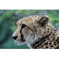 thumbnail image 2 of Underdahl, Dana 18x13 Black Ornate Wood Framed with Double Matting Museum Art Print Titled - Cheetah II, 2 of 4