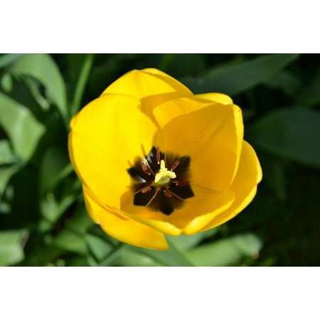Perennial Tulip Collection LAMINATED POSTER Tulip Yellow Perennial Bulb Spring Plant Holland Poster Print 24 x 36 ()