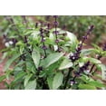 thumbnail image 2 of Organic Thai Basil - Dark Purple Flowers - 4.5" Pot, 2 of 2