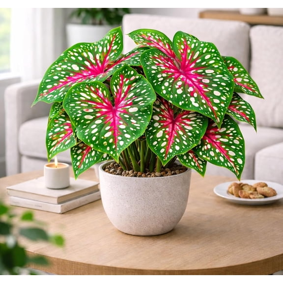 Indoor Gingerland Caladium Bulbs for Planting (4 Bulbs) - Grow Indoors Year Round