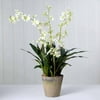 Odontoglossum Plant