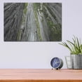 thumbnail image 4 of Luxe Metal Art 'Redwoods Forest IV BW With Color' by Alan Majchrowicz, Metal Wall Art, 16"x12", 4 of 7