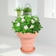 thumbnail image 4 of Macetas suculentas Zulema s de jardín al aire libre Tpr ajuste de de agua para decoración de balcón Rosa, 4 of 7