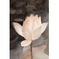 thumbnail image 2 of Kimberly, Allen 17x24 White Modern Wood Framed Museum Art Print Titled - Lotus Bloom, 2 of 4
