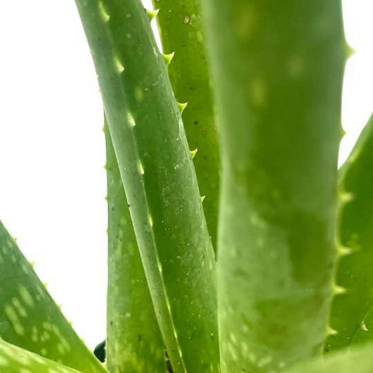 body butter aloe vera Aloe-Shea Body Butter – Ekome Care