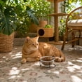 thumbnail image 5 of Qholemyo Slanted Glass Pet Bowl Pet Food Bowl Non Knock Feeding Bowl Neck Protection For Cats And Teddy Dogs, 5 of 6