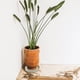 thumbnail image 4 of Soporte para plantas con ruedas, bandeja de agua, base con ruedas para maceta, accesorios para macetas, 4 of 7