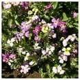 thumbnail image 4 of Everwilde Farms - 2000 Virginia Stock Garden Flower Seeds - Gold Vault Jumbo Bulk Seed Packet, 4 of 5