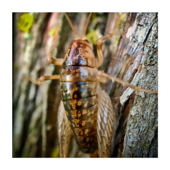 Camel Cricket - Ferrisburgh Vermont Photography Unframed Wall Art Print 10 x 10 inches