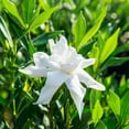 thumbnail image 4 of Gardenia Liquid Fertilizer 8oz. Tailored Bloom Boosting Plant Food, Great for Indoor Outdoor Flowering Plants, 4 of 5