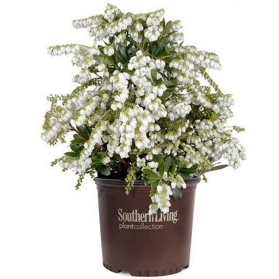 Southern Living Mountain Snow Pieris 'Japanese Andromeda' Live Shrub in 2-Gallon Grower Pot