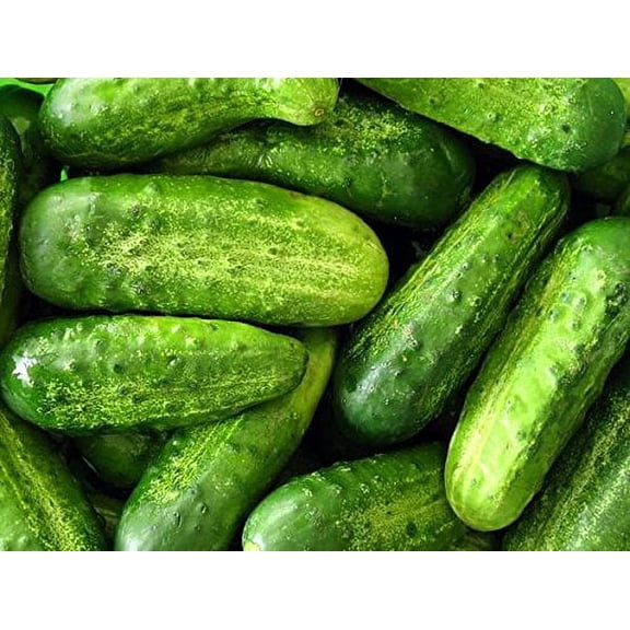 30  Wisconsin SMR-58 Pickling Cucumber Seeds, Heirloom Non-GMO, Crispy and Sweet, Fragrant and Delicious, Tender Pickling, from USA