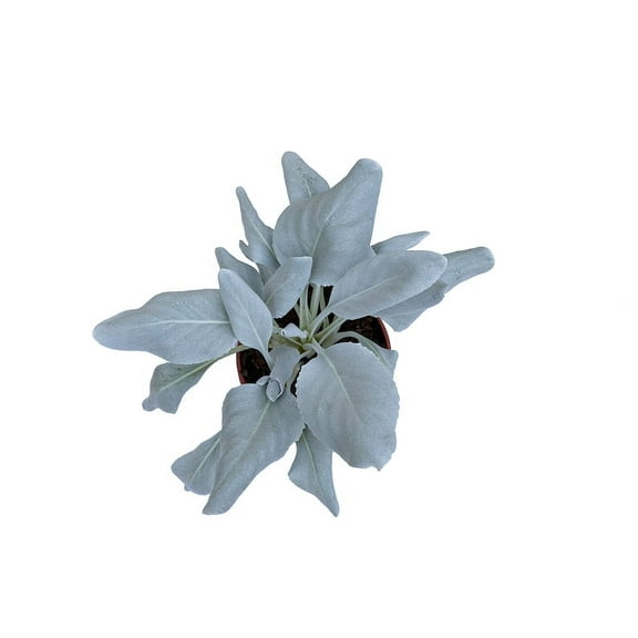 Sherwood's Seeds True White Sage Seeds (10 Pack), Sustainable Germination Guarantee