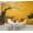 Color 4, variant on Wallpaper Elegant White Peacocks Soft Pastel Botanical Garden Peel and Stick Wall Murals 100"H x 144"W Removable PVC Wall Paper Self-Adhesive Wall Paintings Art Decor for Bedroom Living Room