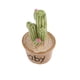 thumbnail image 3 of Macetas en miniatura para plantas, bonsái, manualidades, micro jardín de hadas, adorno, bricolaje, mini casa de muñecas, selección, 3 of 9