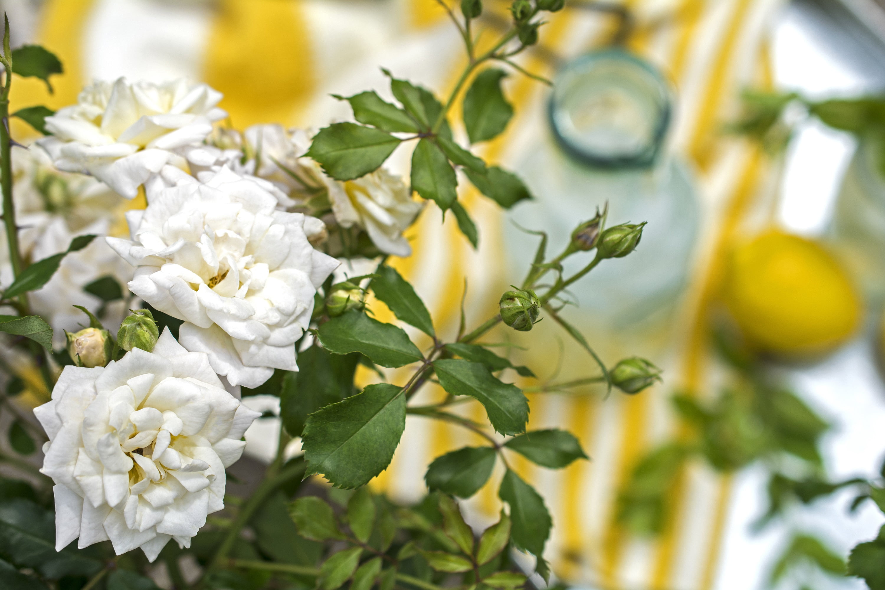 White Drift Rose (1 Gallon) Low-Growing Groundcover Deciduous Flowering Shrub - Full Sun Live Outdoor Plant