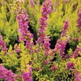 thumbnail image 2 of Firefly Heather - Calluna vulgaris Firefly | 1 Gallon Size Container | Green Promise Farms, 2 of 2