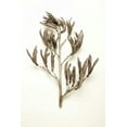 thumbnail image 2 of Blaustein, Alan 11x14 Gold Ornate Wood Framed with Double Matting Museum Art Print Titled - Garden Bloom - 16, 2 of 4