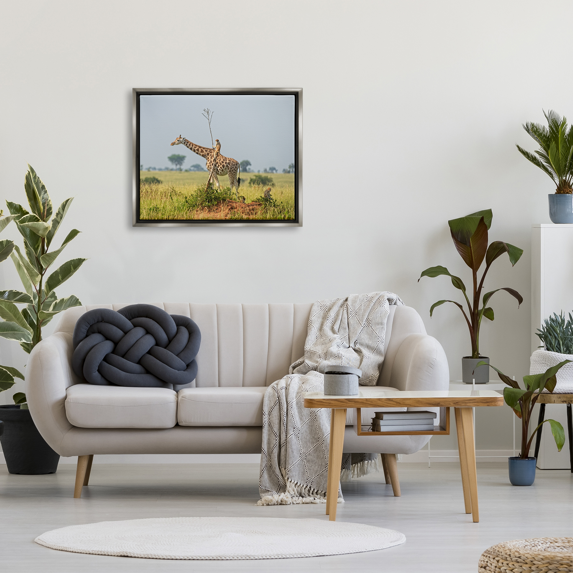 Stupell Industries Monkey Riding Giraffe Animals & Insects Photography Gray Floater Framed Canvas Art Print Wall Art, 31 x 25