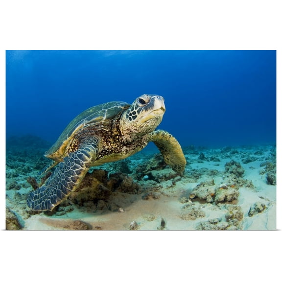 Great BIG Canvas | Rolled Dave Fleetham Poster Print entitled Hawaii, Green Sea Turtle (Chelonia Mydas) On Ocean Floor, Endangered Species