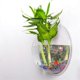 thumbnail image 4 of Maceta Transparente Yuxing para Colgar en la Pared Pecera Florero Redondo 22,5 x 22,5 cm, 4 of 5