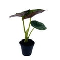 thumbnail image 4 of Alocasia Nebula, Nebula Imperialis, Black Diamond, Silver Plant, Alocasia Silver Nebula, Elephant Ear Plant in 2 inch Pot, 4 of 7