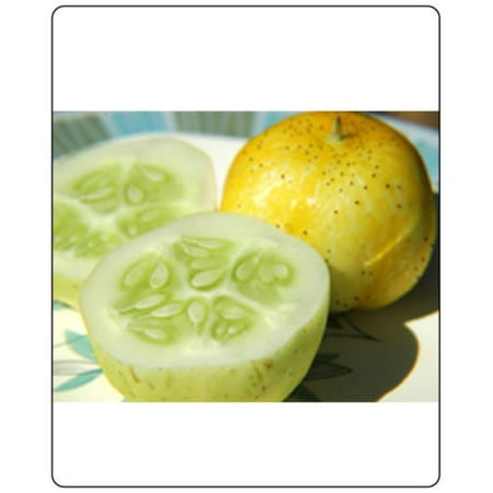 Cucumber Lemon Great Heirloom Vegetable 100 Seeds (Best Way To Plant Cucumber Seeds)