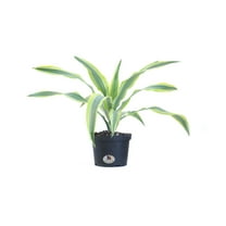 United Nursery Live Dracaena Lemon Lime Plant 12-16 inches Tall in 6-Inch Grower Pot
