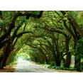 thumbnail image 2 of McLoughlin, James 32x25 White Modern Wood Framed Museum Art Print Titled - Canopy Road I, 2 of 4