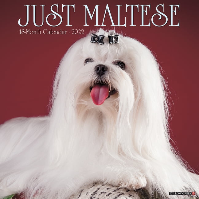 Just Maltese 2022 Wall Calendar (Dog Breed) (Other) 