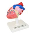 thumbnail image 2 of Modelo de Anatomía Del Del Cuerpo Modelo Educativo de Aprendizaje Estructuras Del Sunnimix patrón de corazón humano, 2 of 8