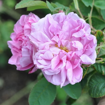 Heirloom Roses 12-16" Pink Damask Rose Live Plants in Gallon, Very Fragrant