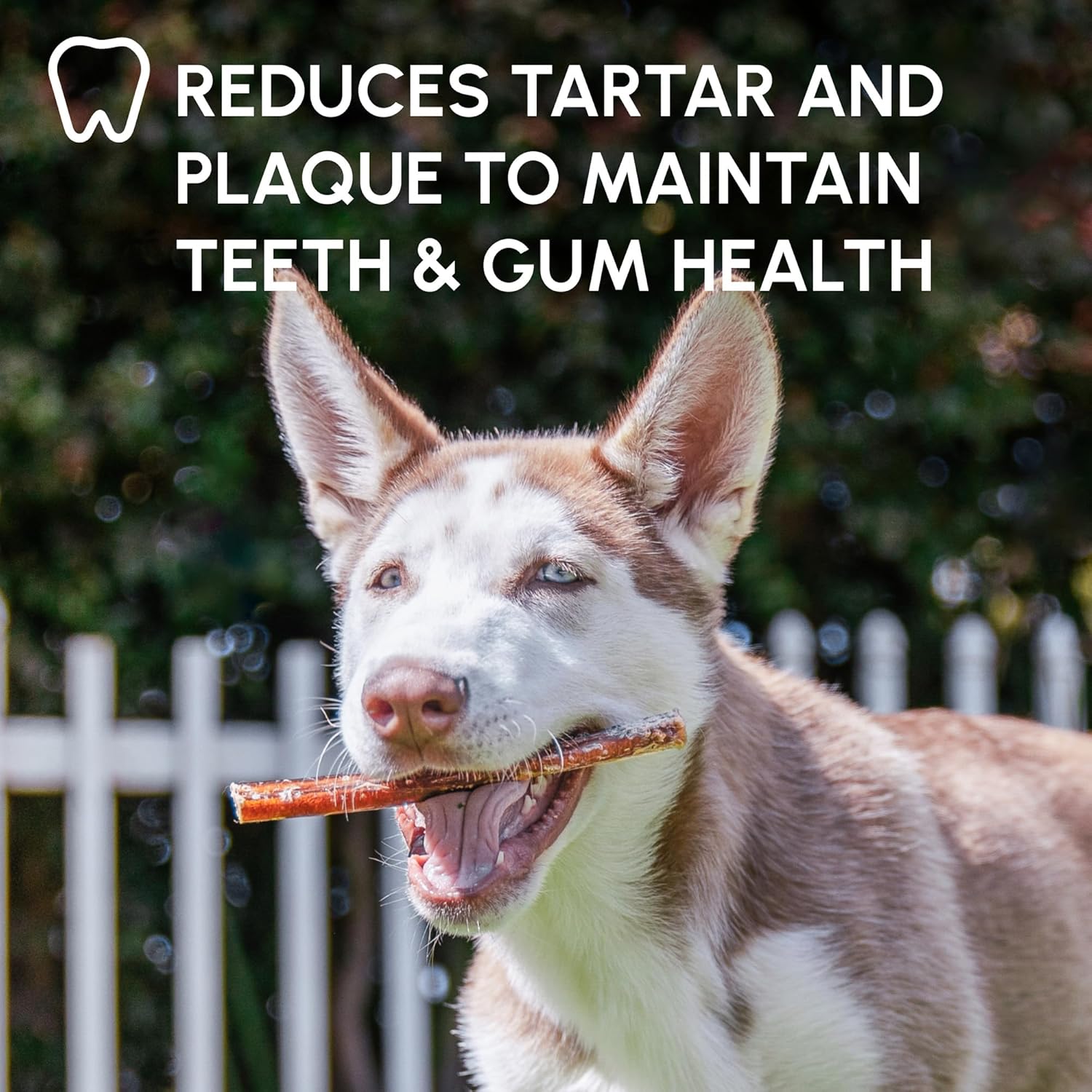 Bully Sticks for Dogs - Natural 6 Inch Beef Chews, Odor-Free & Rawhide-Free, Long Lasting Dog Treats for Aggressive Chewers - Healthy, Safe & Delicious Chews Dogs Love (5 Pack)