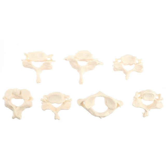 MesaSe 1 Set Life-Size Cervical Spine Model Medical Human Vertebrae Model for Student Study