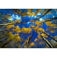 thumbnail image 2 of Jaynes Gallery 18x14 Gold Ornate Wood Framed with Double Matting Museum Art Print Titled - Vermont Abstract of looking up at trees with autumn foliage, 2 of 4