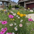 thumbnail image 3 of Utah Wildflower Seed Mix, Covers 325 MVR1&nbsp;Sq Ft, 17 Flower Varieties, Over 53,000 Seeds - Created By Nature, 3 of 3