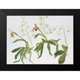 thumbnail image 2 of Blackadder, Elizabeth 14x11 Black Modern Framed Museum Art Print Titled - Orchids, Paphiopedilum and Dendrobium, 2 of 5