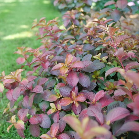 Proven Winners ColorChoice 5" Pink Midnight Sun Reblooming Weigela Live Plant in 4.5" Pot (4 Count)