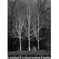 thumbnail image 2 of Grey, Jace 11x14 Black Ornate Wood Framed with Double Matting Museum Art Print Titled - Central Park Three Amigos Fall, 2 of 4