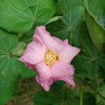 thumbnail image 1 of Outsidepride Cotton Levant - 200 Seeds, 1 of 1