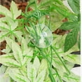 thumbnail image 5 of Reptile Plants - Hanging Silk Terrarium Plant with Suction Cup for Bearded Dragons Lizards Geckos Snake Hermit Crab Tank Habitat Decorations, 5 of 5