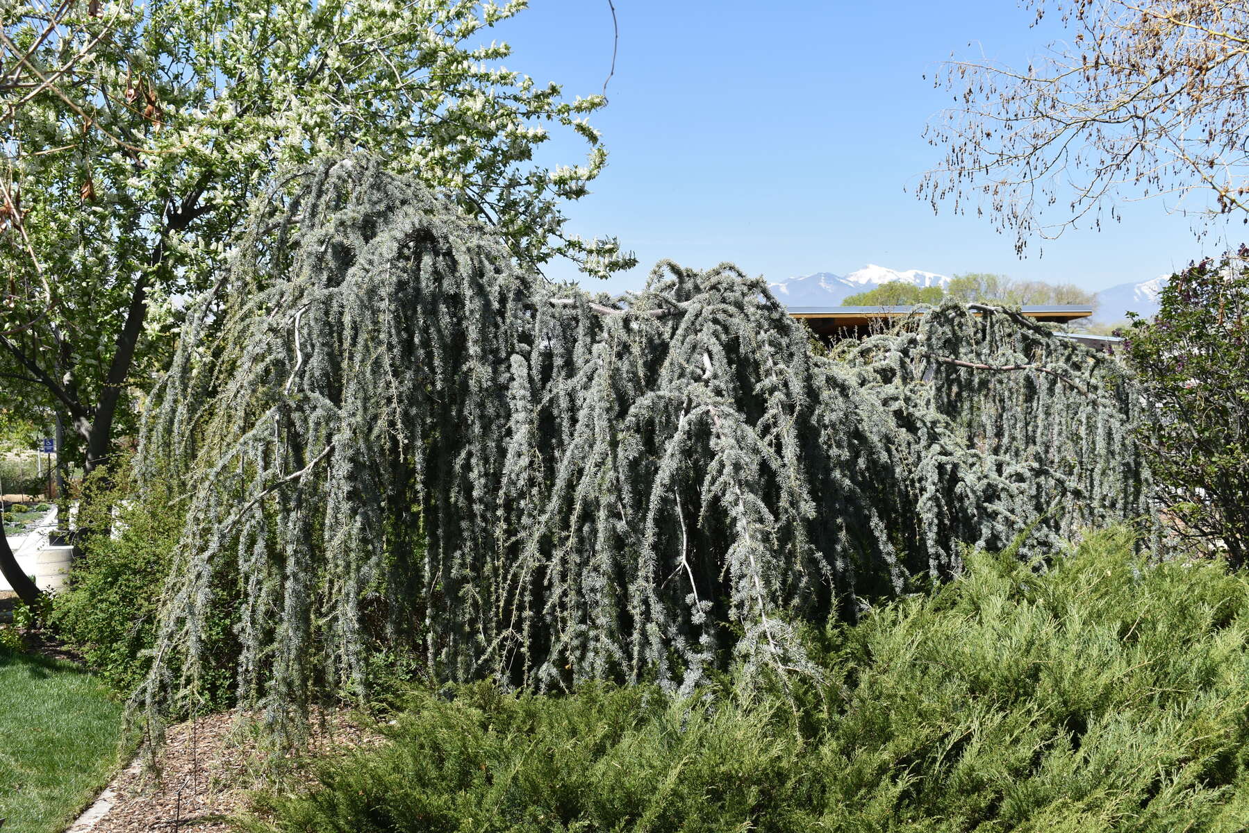 Expert Gardener 3.25G Weeping Atlas Cedar Evergreen Live Plants Full Sun Blue