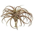 thumbnail image 1 of Vickerman Vickerman 10.5" Artificielle Rouge Tillandsia Pic avec 32 Feuilles, 1 of 2