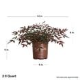 thumbnail image 3 of Southern Living Flirt Nandina Live Shrub in 2.5-Quart Grower Pot, 3 of 10